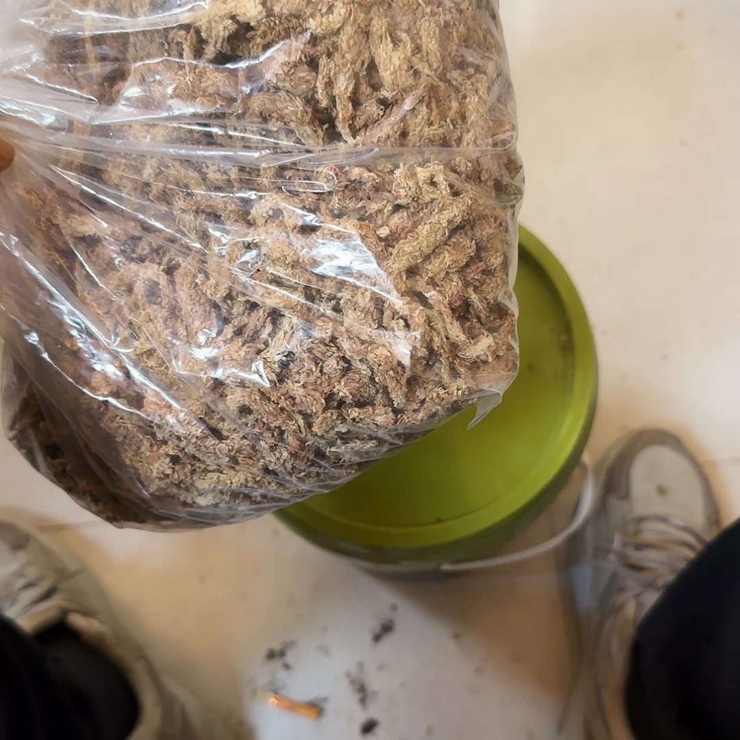七星智力毛毛虫水苔半斤包邮，青海西藏新疆勿拍