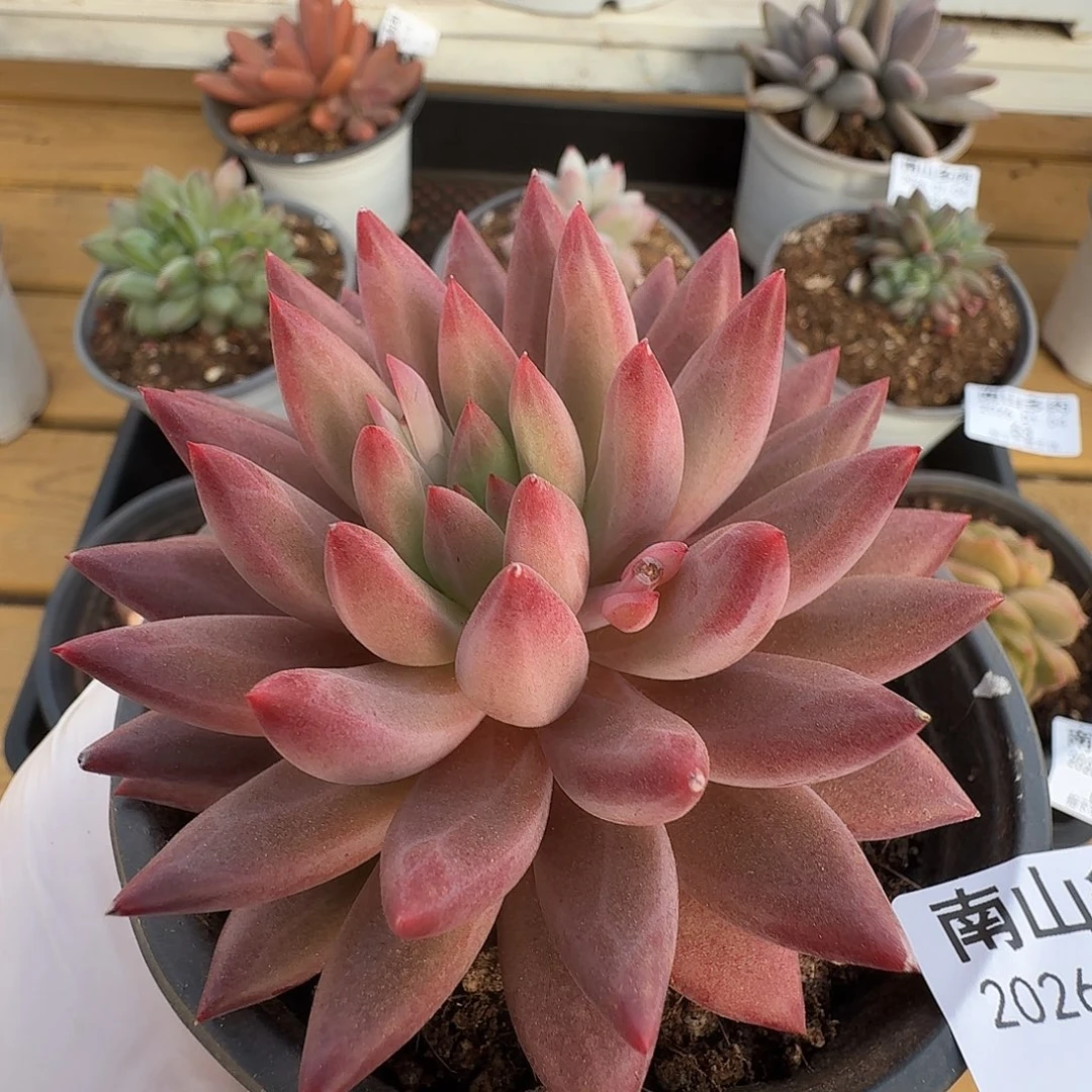 虞美人11110404-67