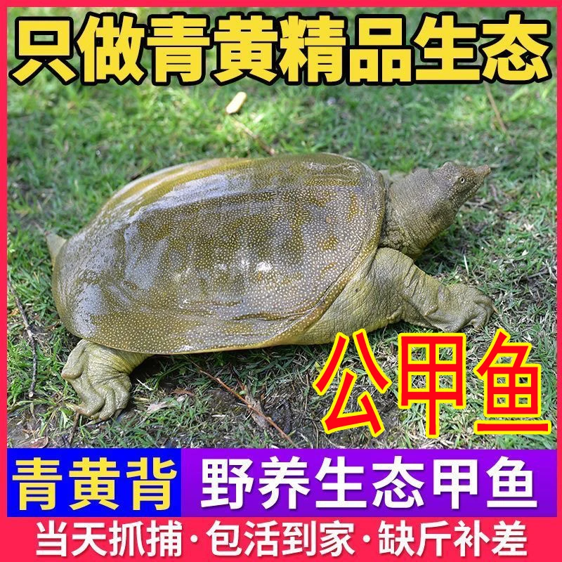 公甲鱼4.8斤1只【送礼推荐】【5年大甲鱼】农村散养 【鲜活发货 包活】