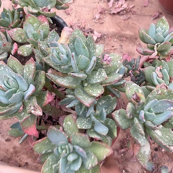 芒果美人11.88多肉植物