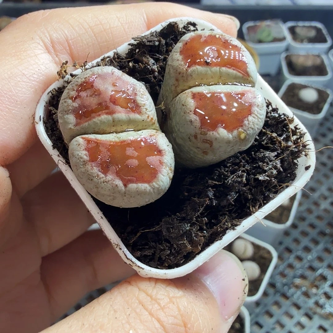 淡***边多肉葡萄多水果葡萄是275