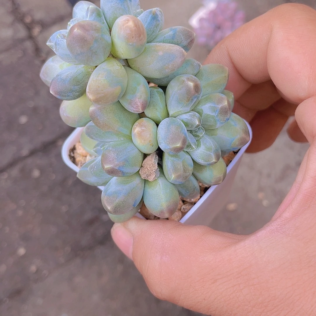 美***盆多星空美人多肉多