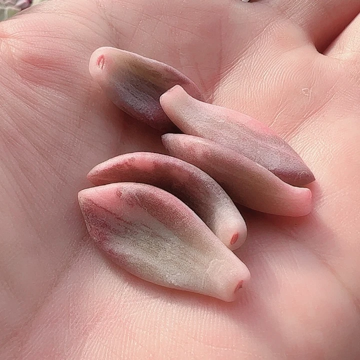 呼*多肉植物多肉植物