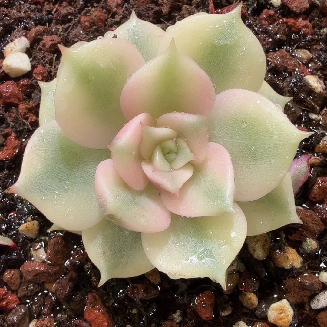 贝加尔湖锦，多肉植物