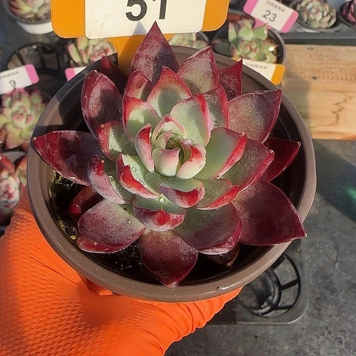 宏***果51 惊鸿仙子多肉植物6-9cm
