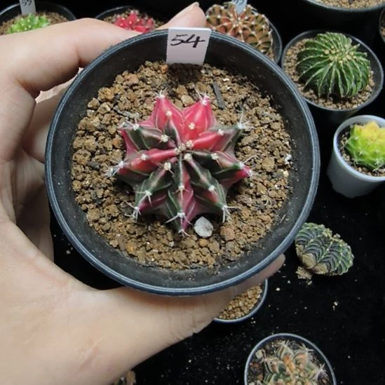名品侧芽自根带盆土发货