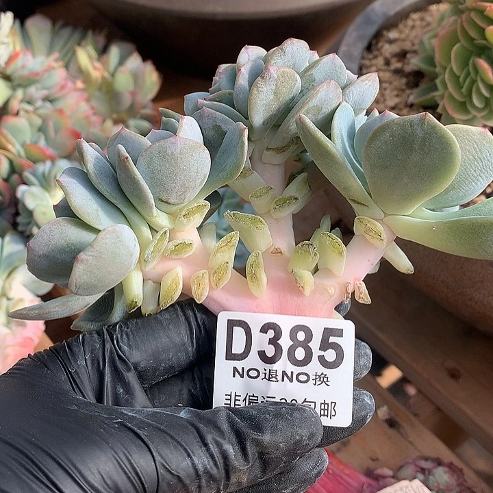 凤橙缀化 385 基地已转处理 7-8天发货