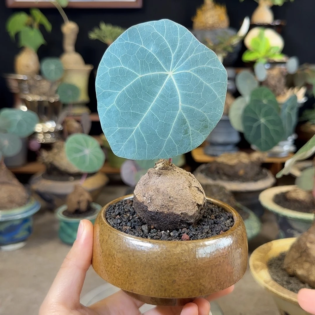 一物一拍老家一叶龟07