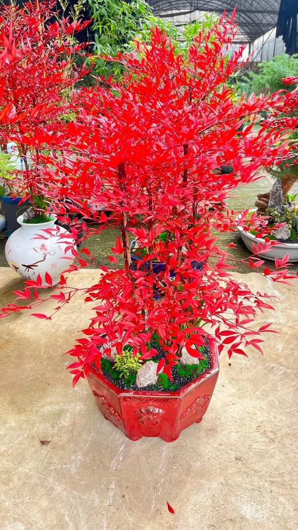 耐寒，耐热，耐旱，日常好养护的火焰南天竹，修剪，花园，室内外都适合