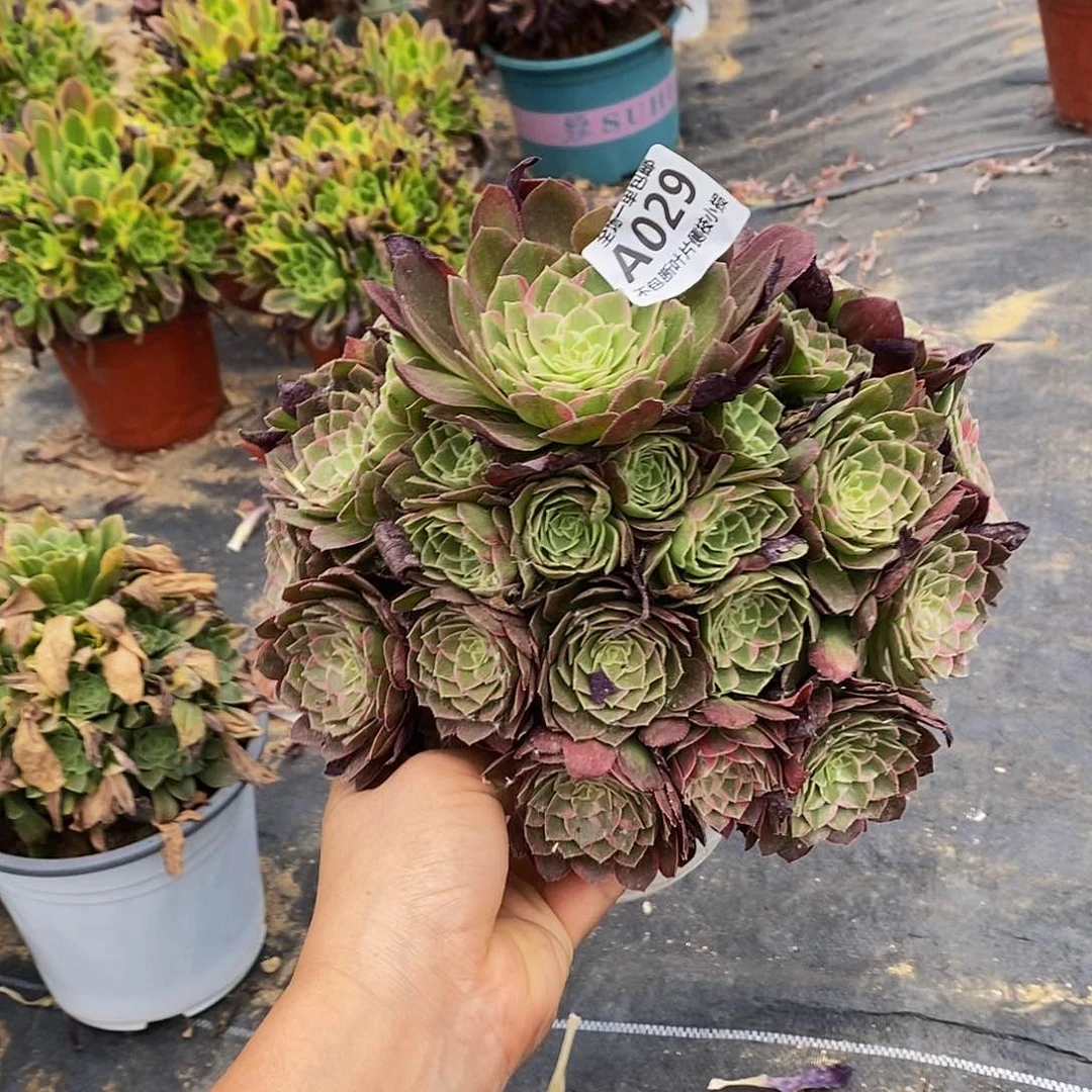 029莲花多肉法师锦多肉