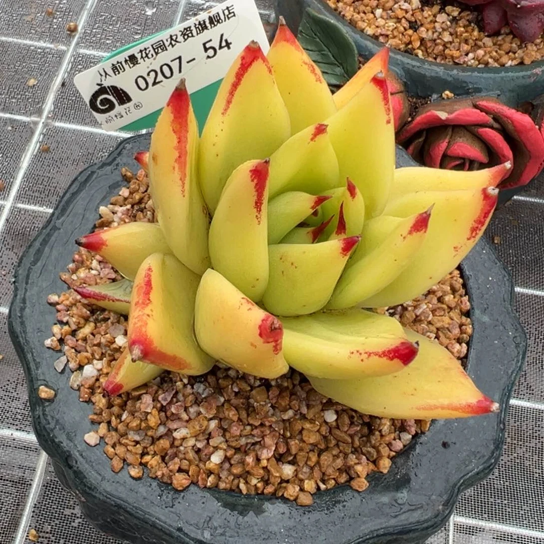 从前慢多肉精选编号0207.54