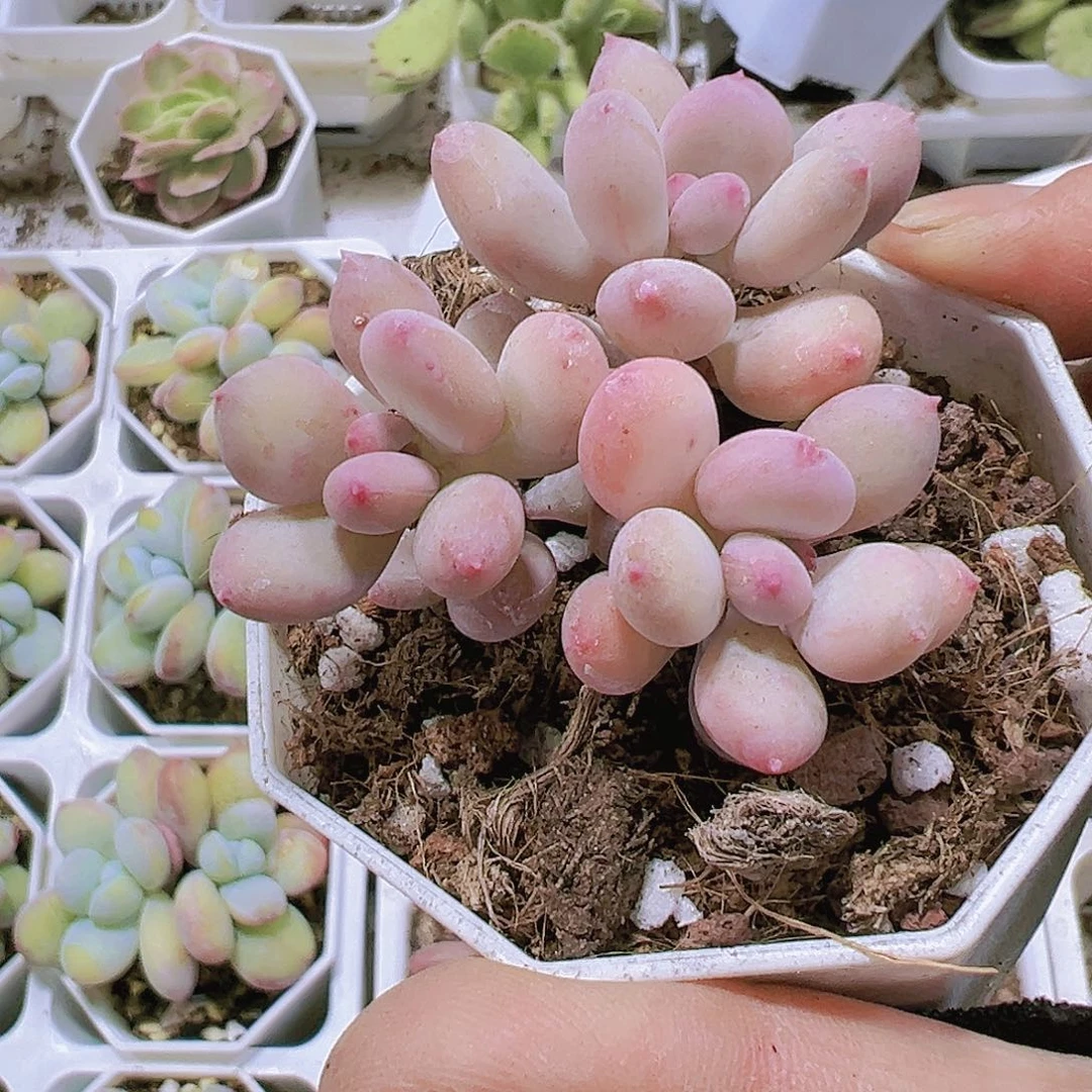 苹果奶带盆带土19包邮多肉