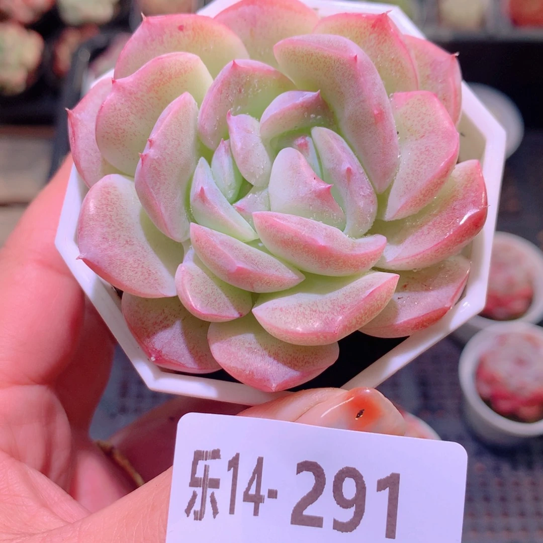 乐然14-291 精选糖心