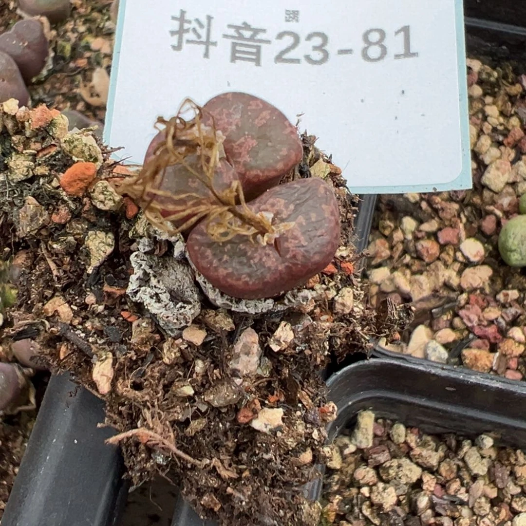 23-81肉锥多肉植物