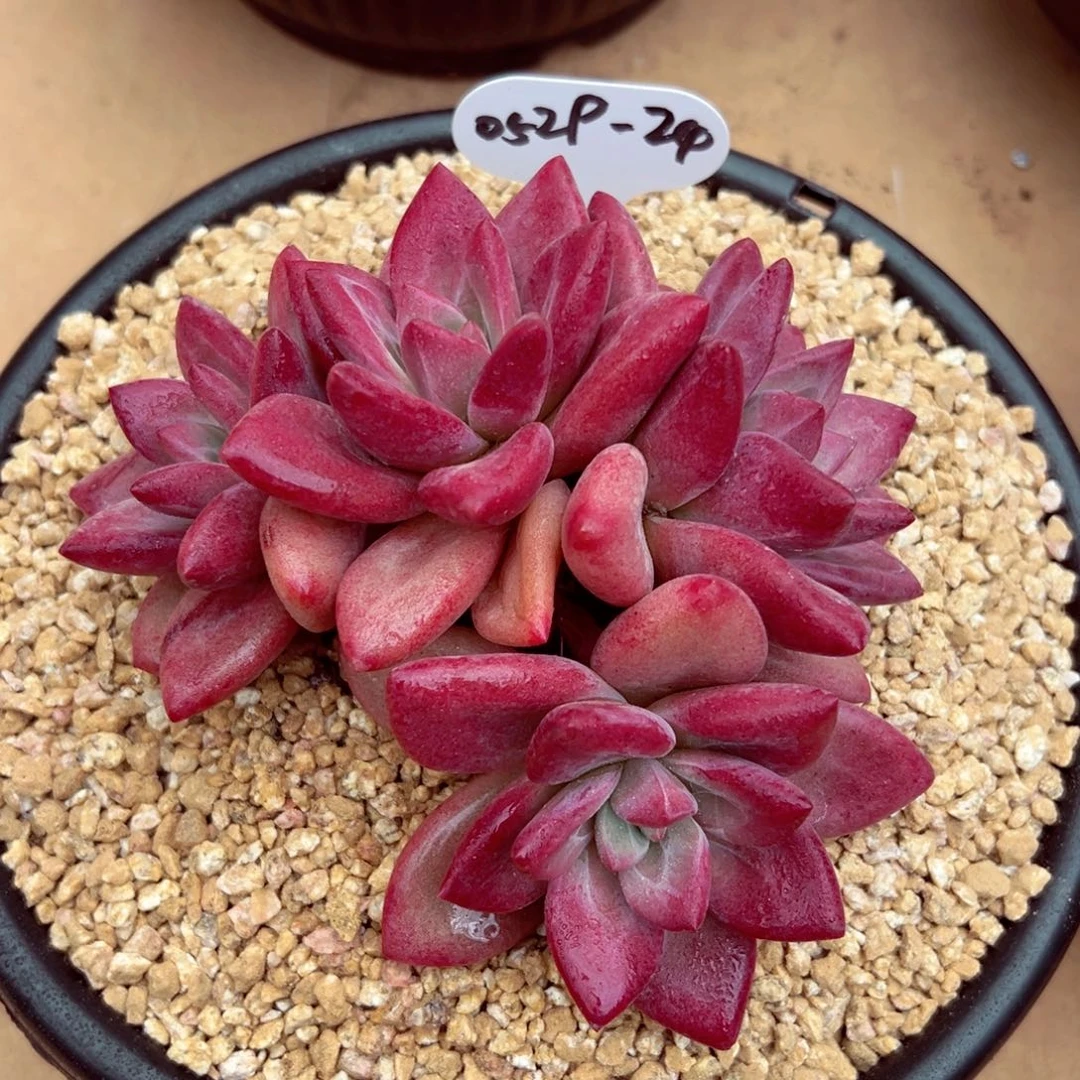 小*妹0529-24赫菲斯托