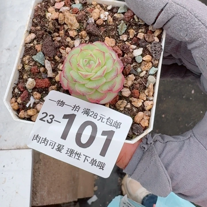 麦秆无盆土发货无盆土