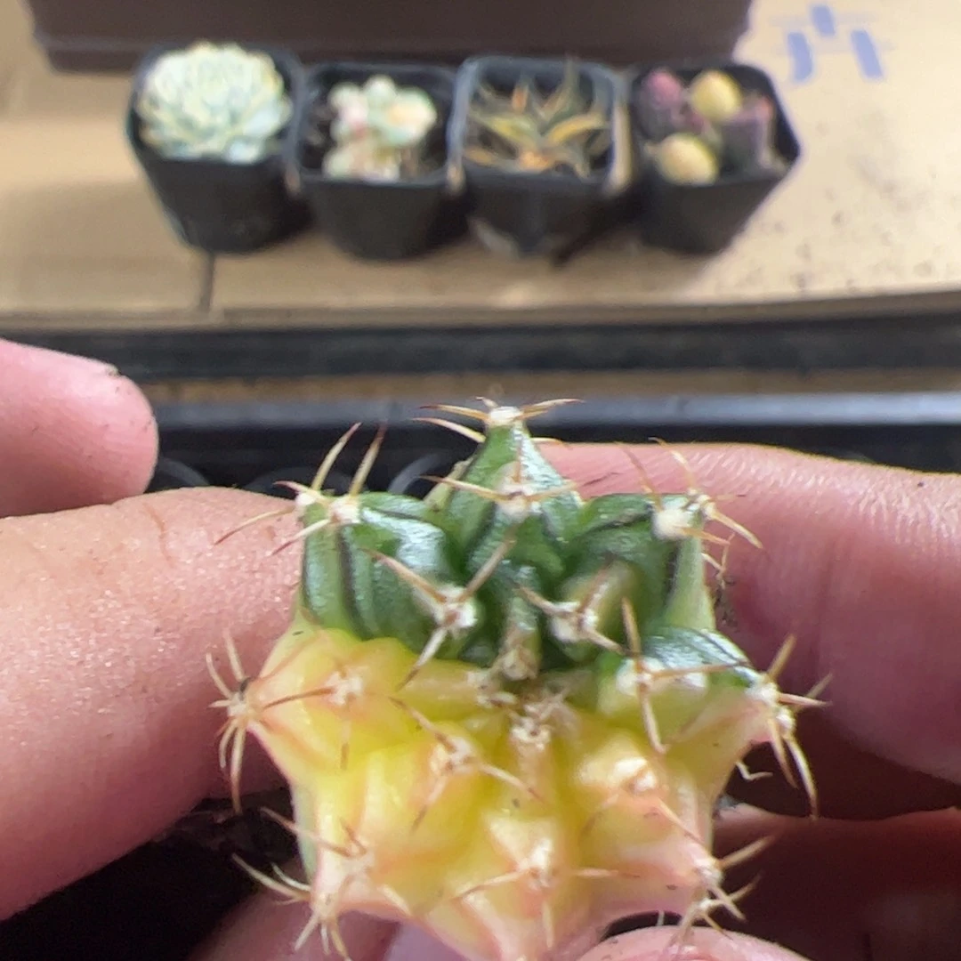 当前无花栽培后可以开花166