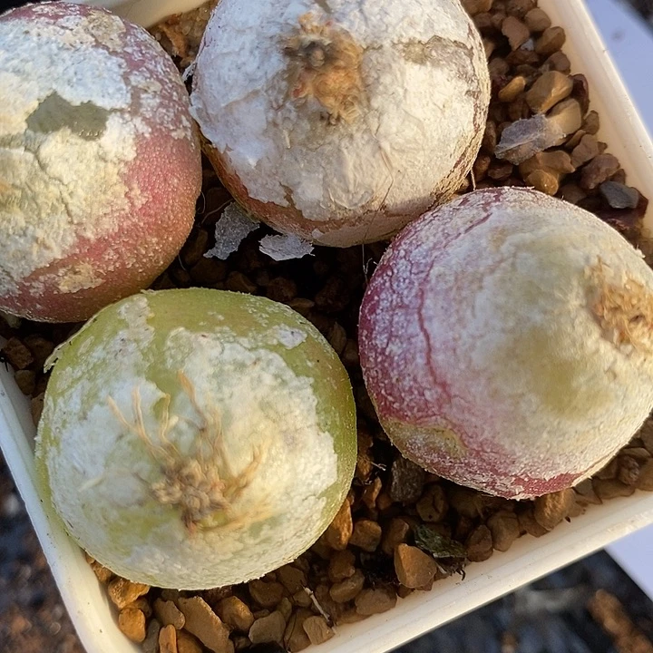 212母本大灯泡1颗。