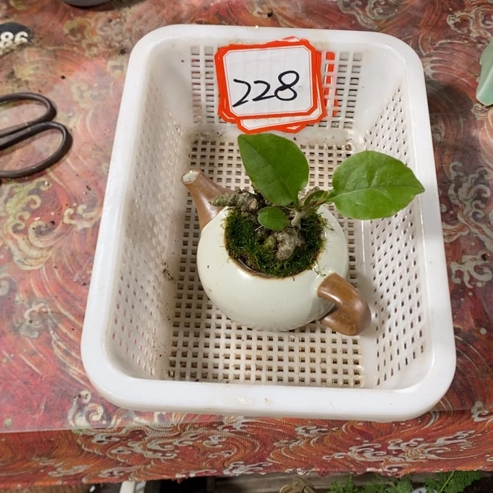 丽***无花朵退款拉黑拉黑228