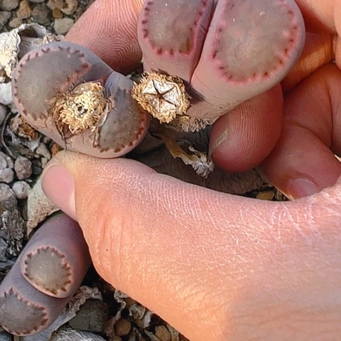 【闪购商品】25660