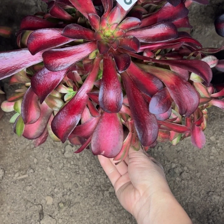 1633南夕阳多肉植物