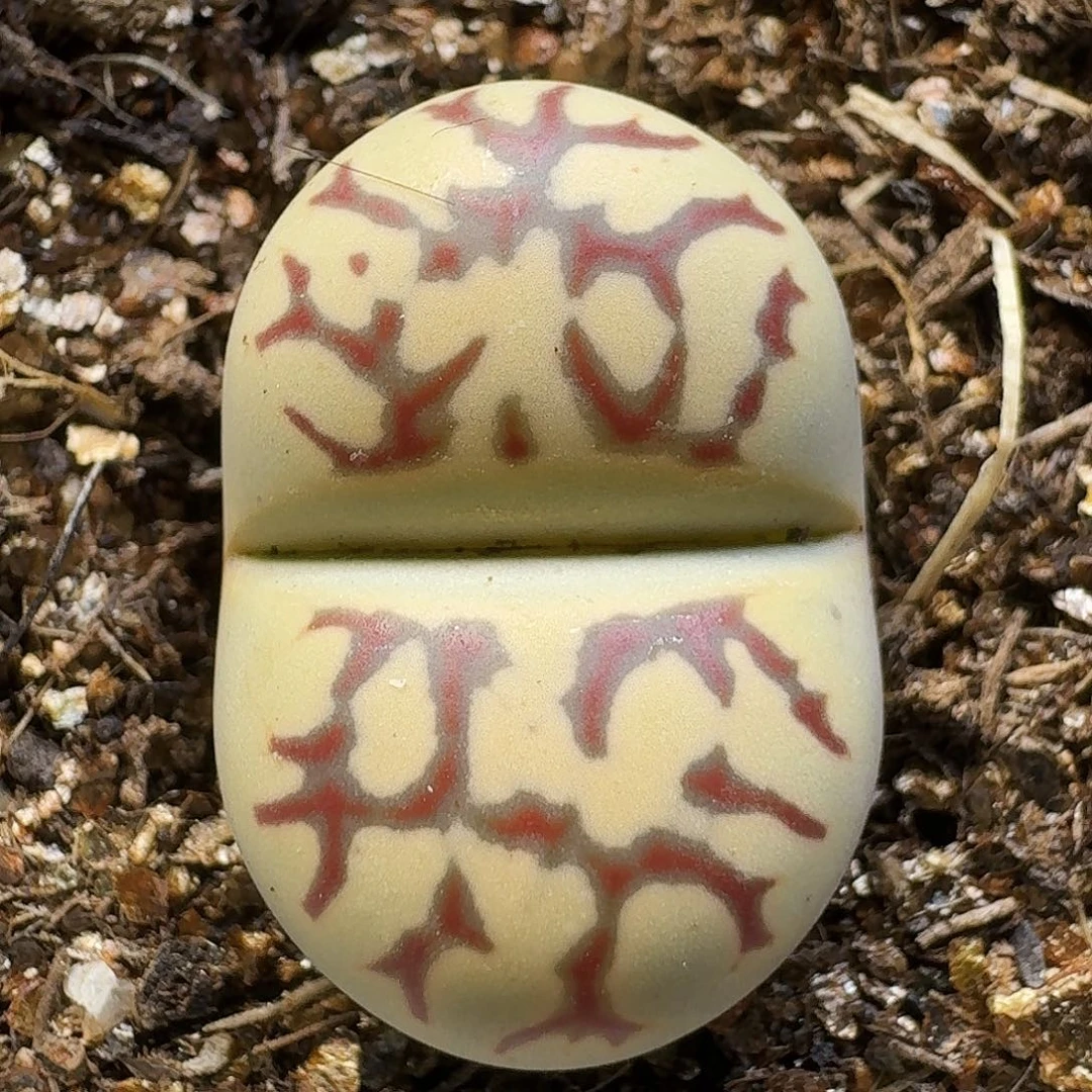 生石花11111。  221