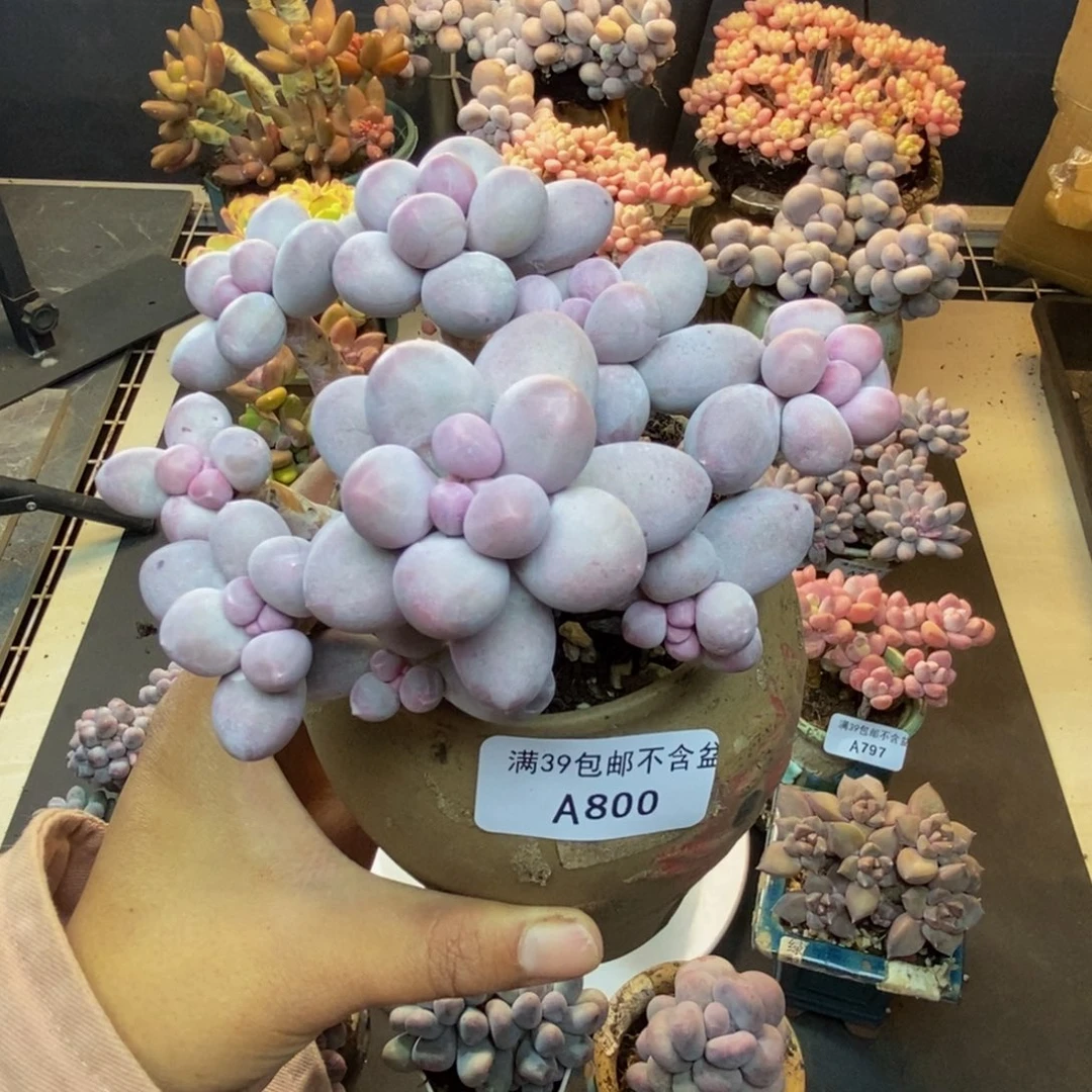 800香水手指奶多肉8cm