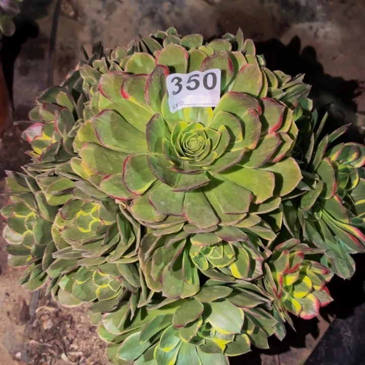 350多肉植物新品多肉