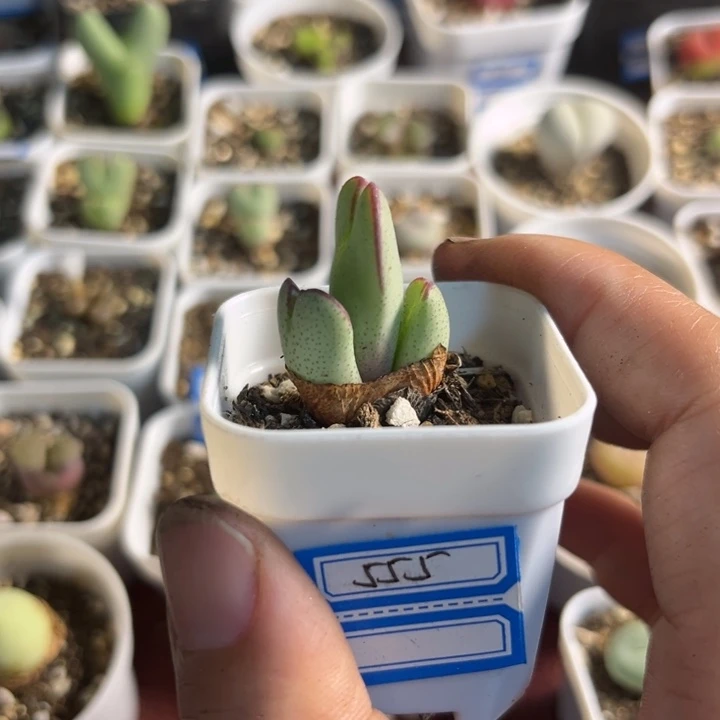 555 少将多肉植物