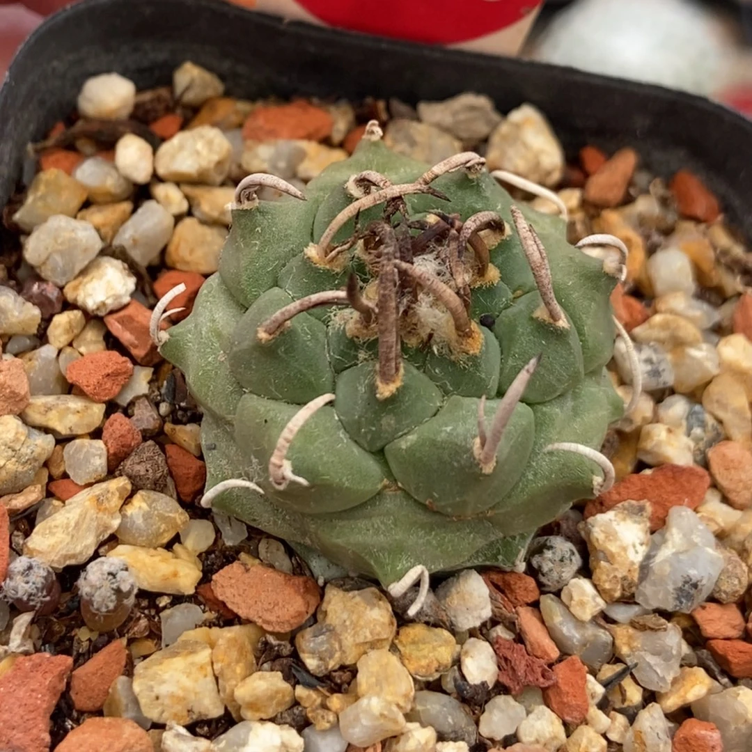 实生豪刺升云龙娇丽3cm