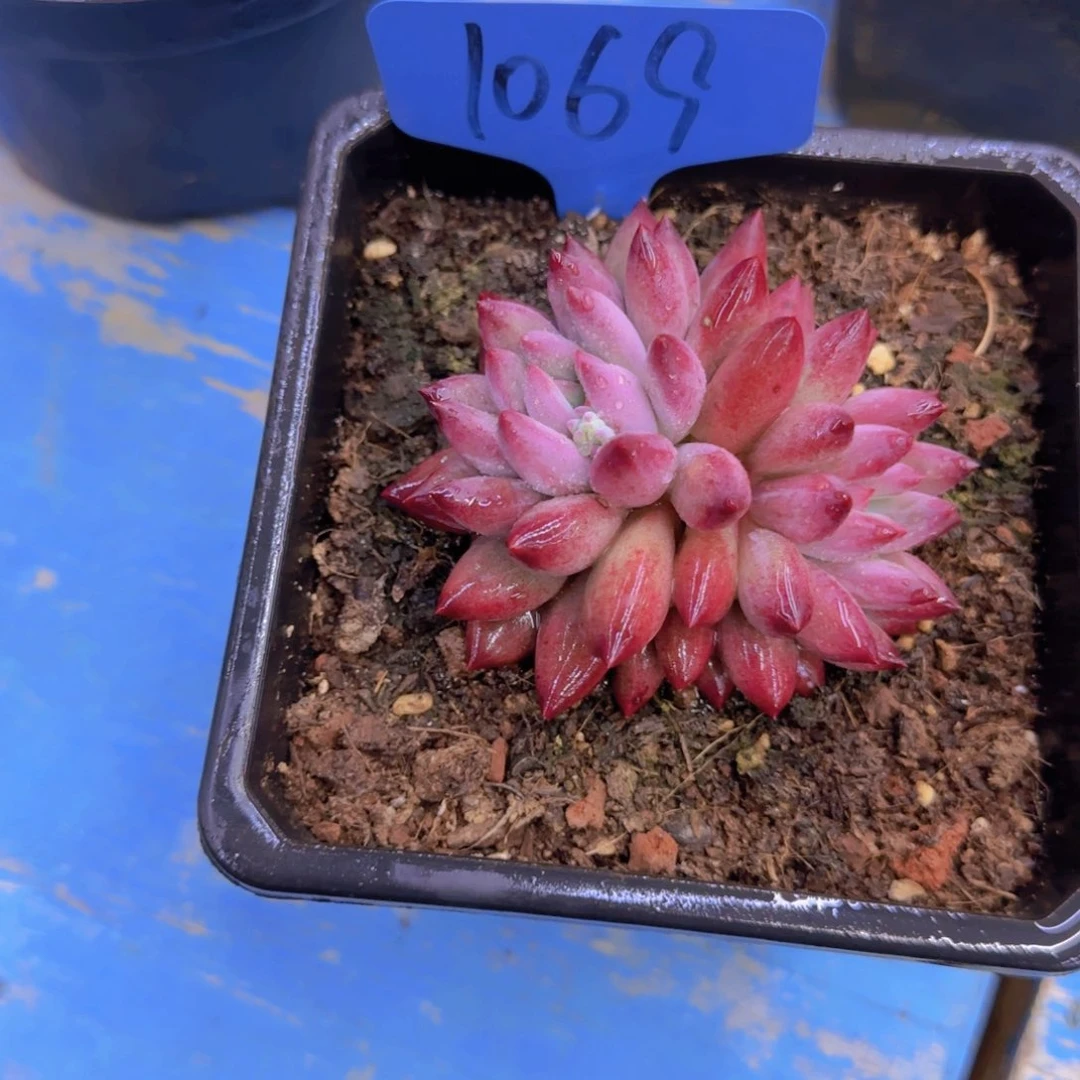 清*1069多肉植物一物一拍