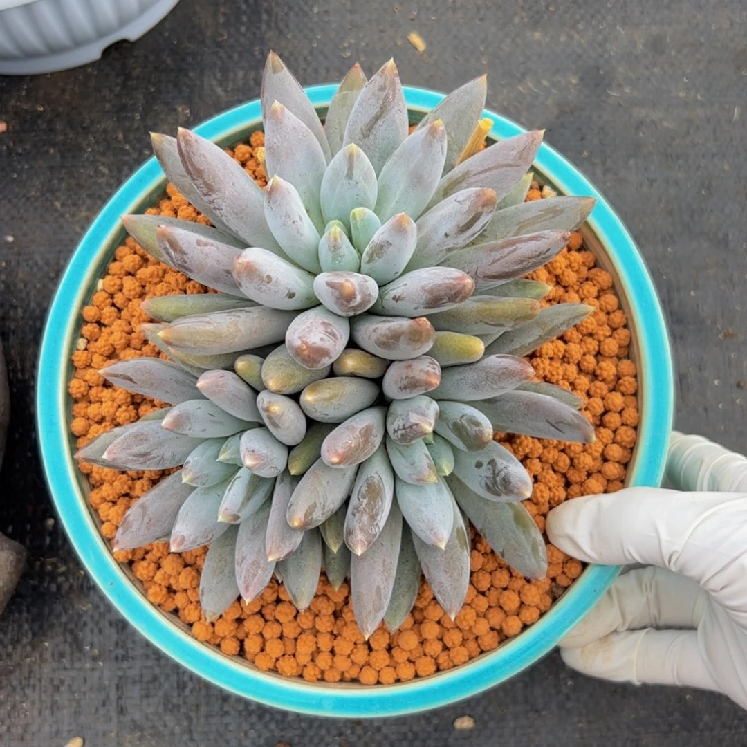 三头哥特多肉植物