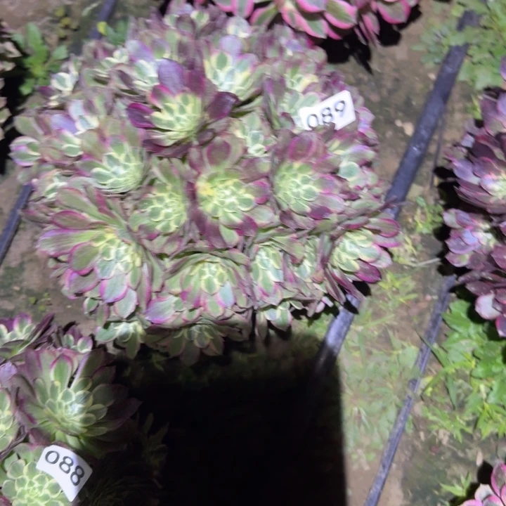 千玺法师多肉089号法师多肉