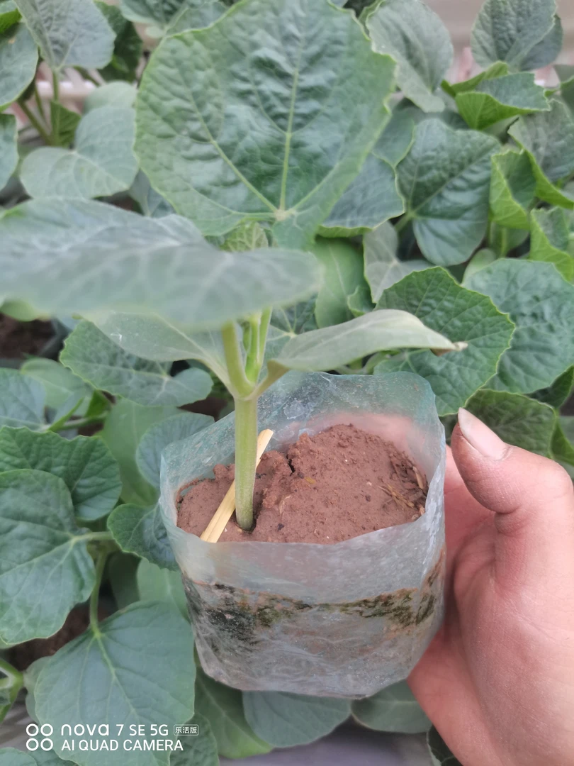 葫芦苗，瓶子葫芦苗（自家种植提纯土袋装）盆栽绿植