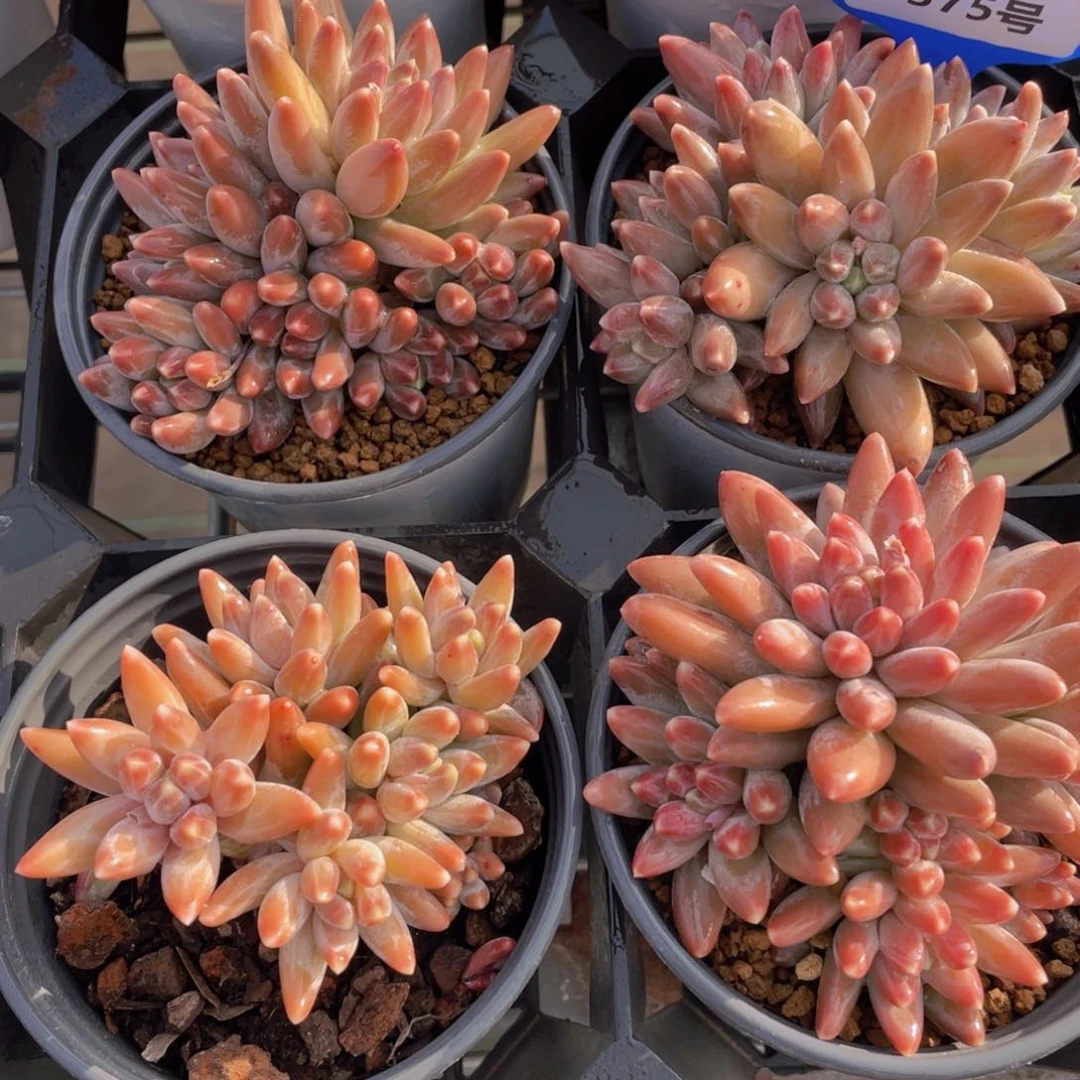 1375号 多头全状态乌拉克拉群一个