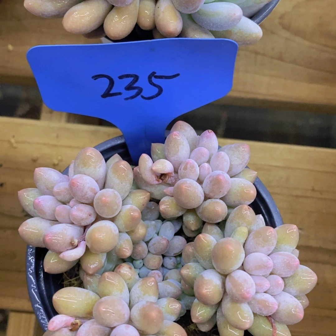 最后一场，3单包邮，一物一拍