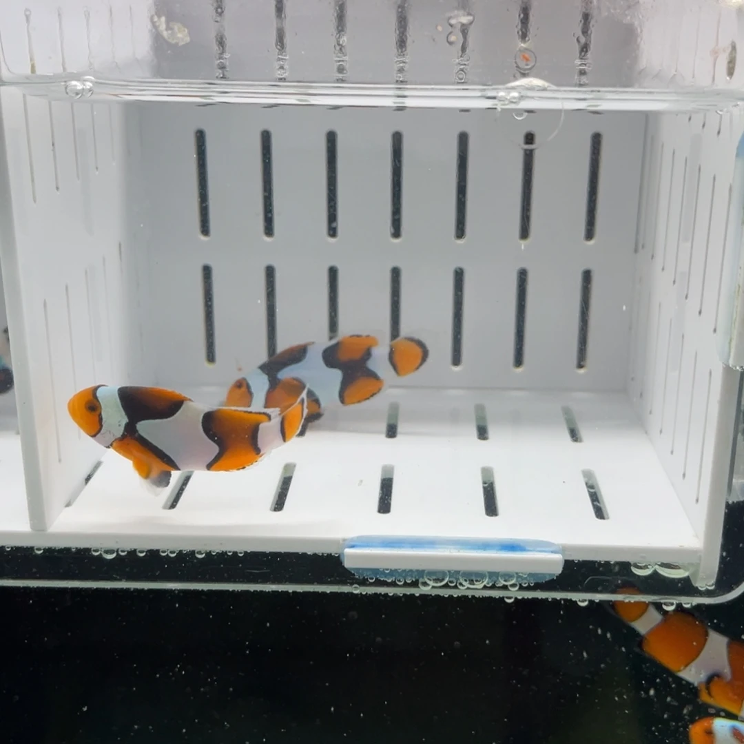 海水短文黑背心一对111