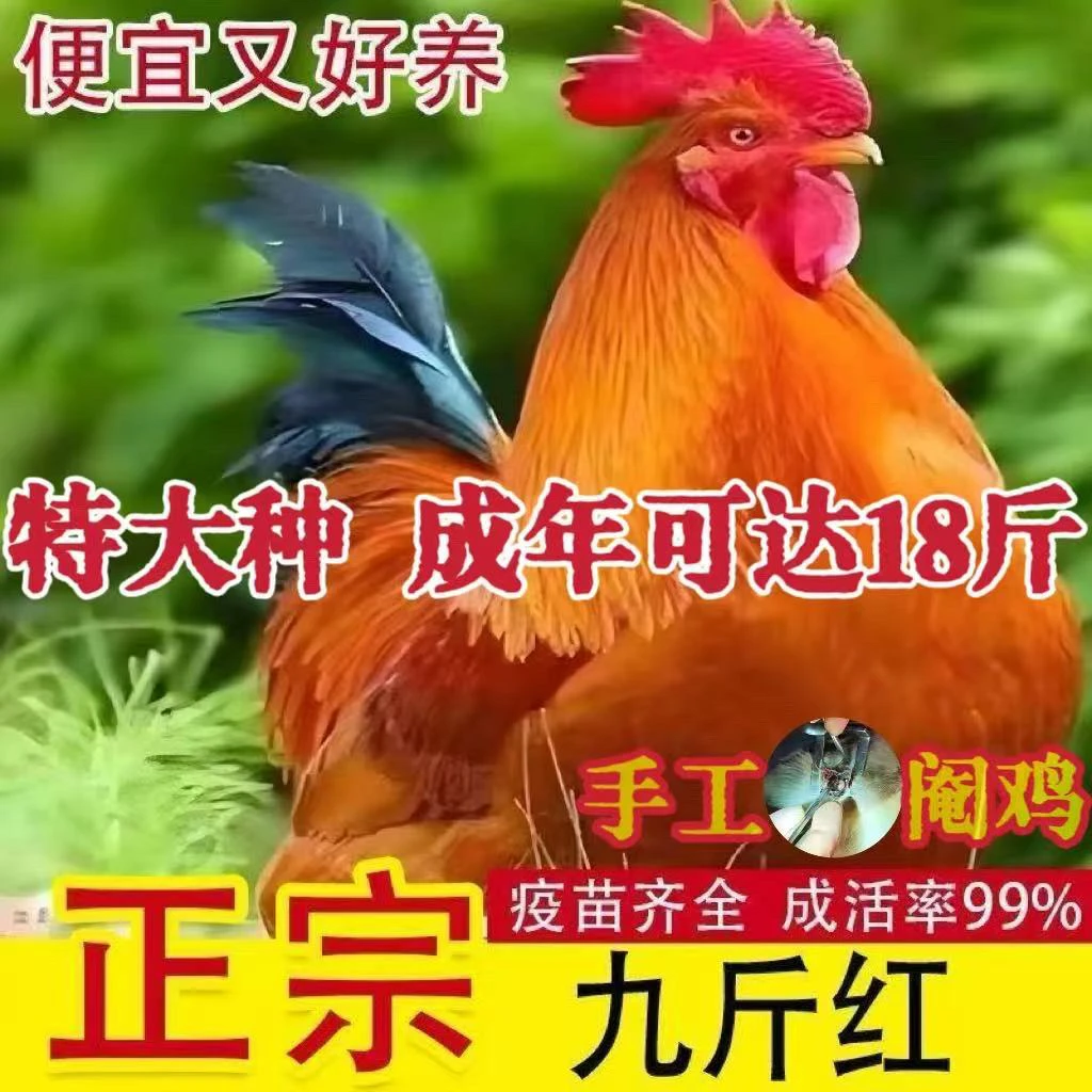 【纯种大型九斤红】包邮到家买5送1（一斤左右发货）（包活5只）