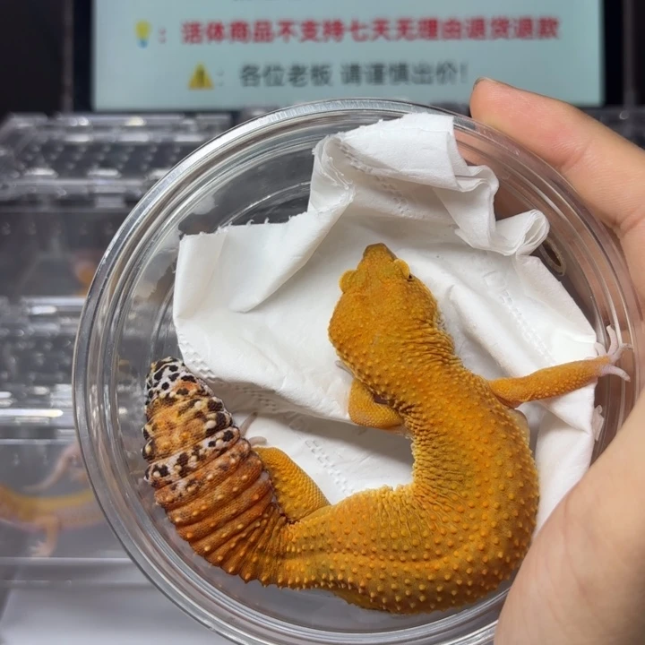 豹纹守宫成体蜜橘妹妹