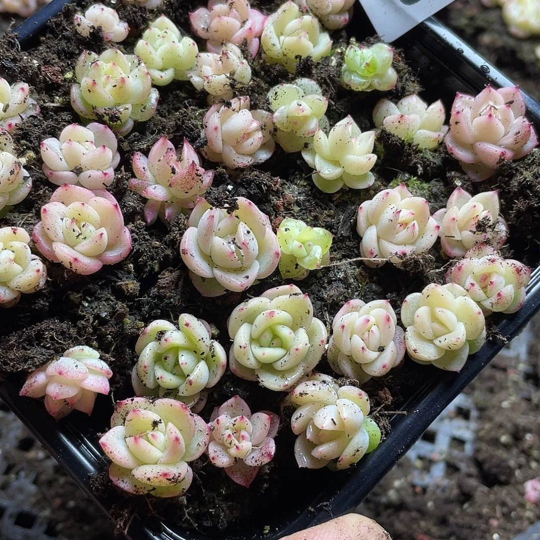 m64珍妮混一物一拍007