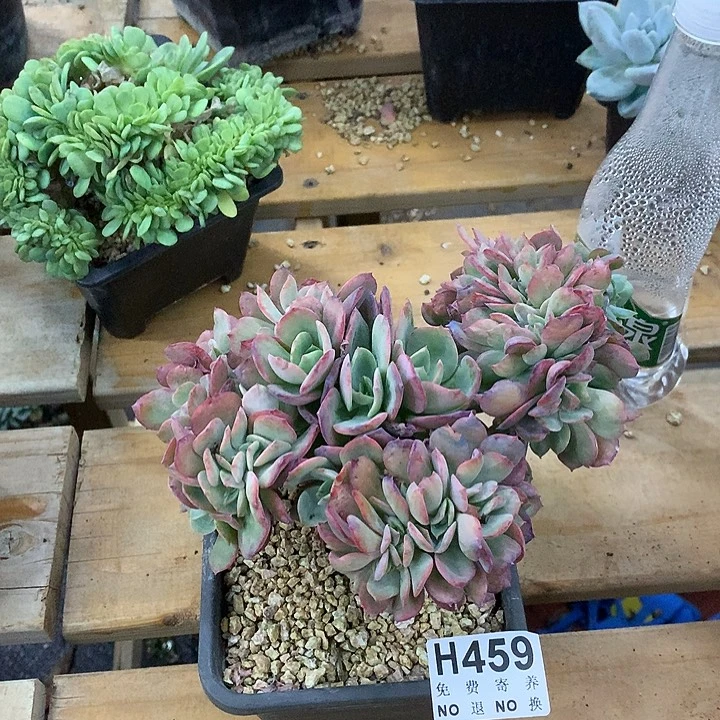 霞光缀化 非偏远38包邮 节后发