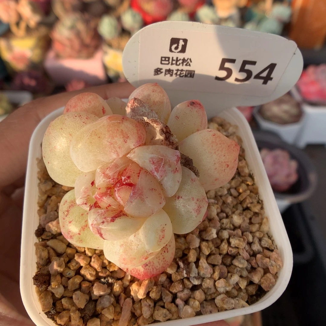 554冰玉石化多肉植物