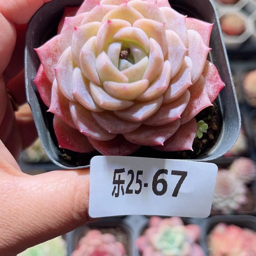 乐25-67 纯爱单头