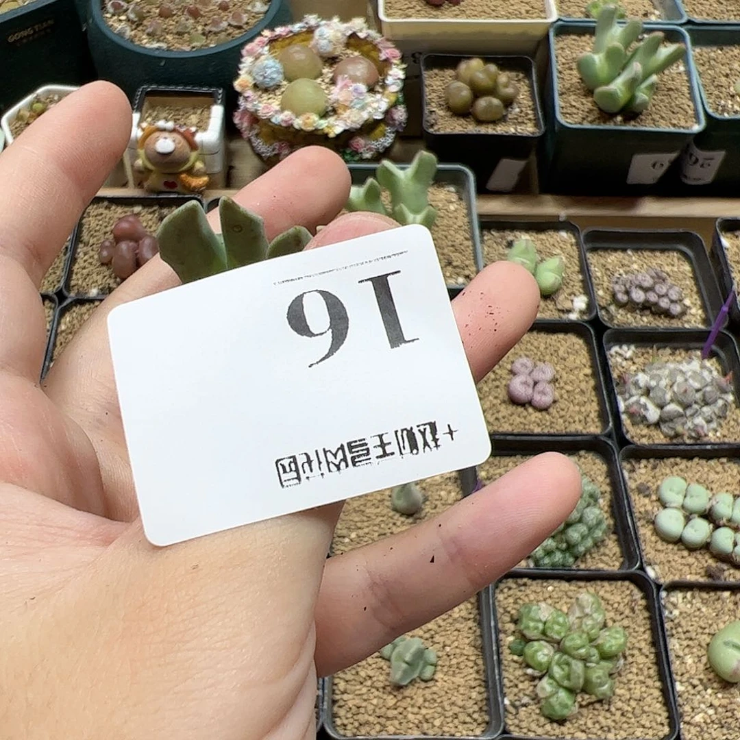 【闪购商品】16 开播福利