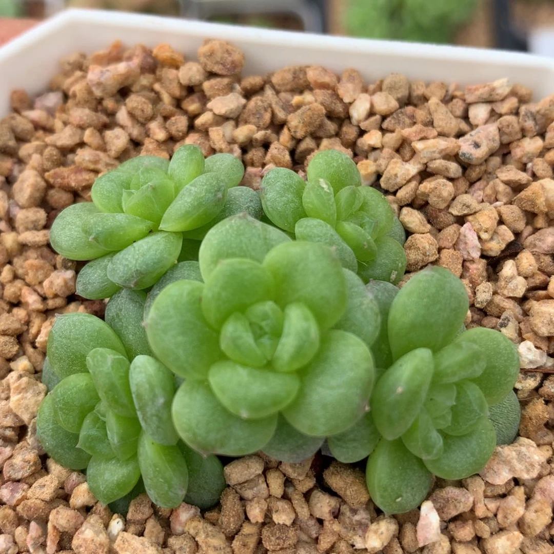 0602-39 白玉珍妮