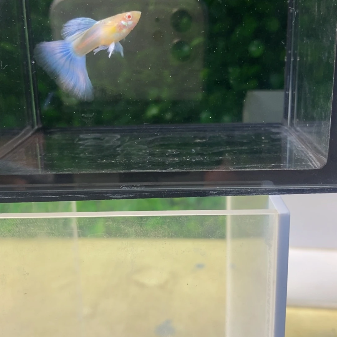 孔雀鱼蓝白欧翼一对