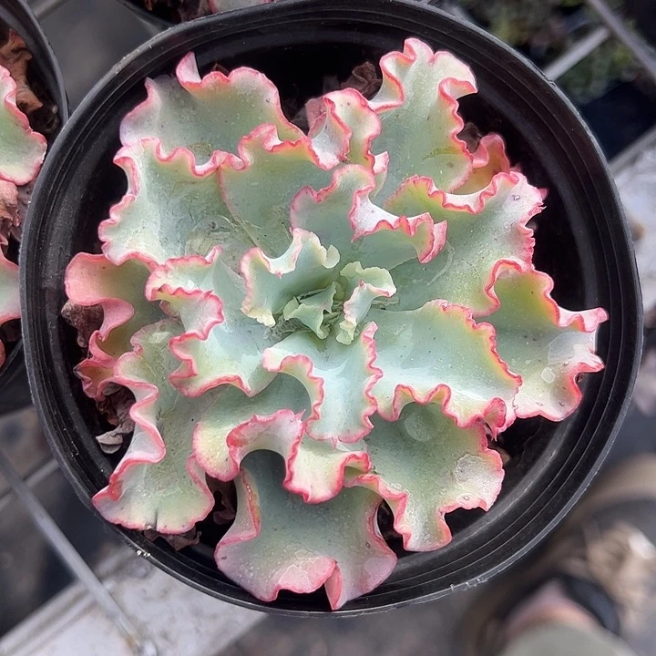 水瓶座多肉植物精品