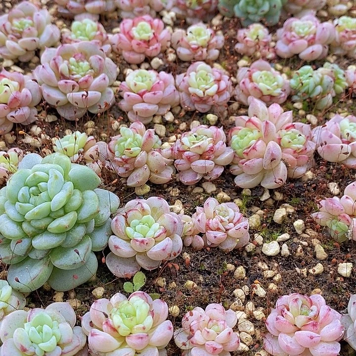 74 多肉植物盆栽花卉植物