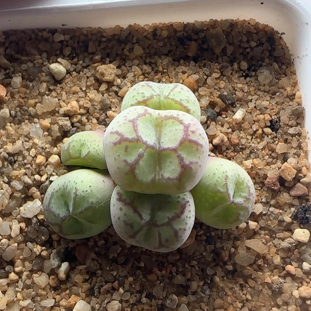 开播福利。  38712