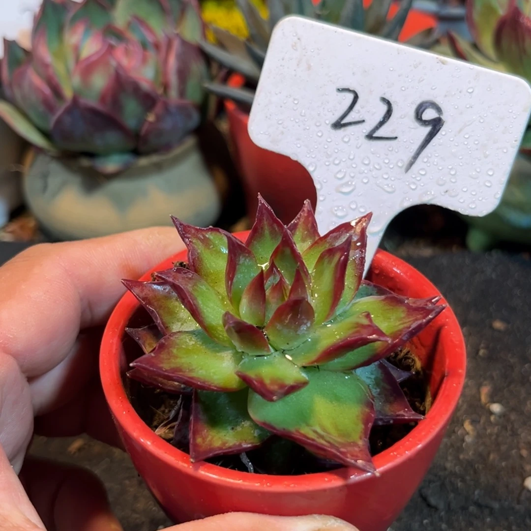 惊鸿仙子多肉植物229